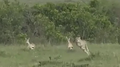 CLIP: Phục kích thần tốc, báo săn vẫn trắng tay vì linh dương quá khôn ngoan