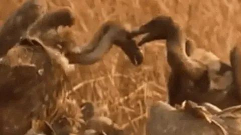 CLIP: Quạ mưu mô châm ngòi cuộc chiến giữa bầy kền kền để giành mồi