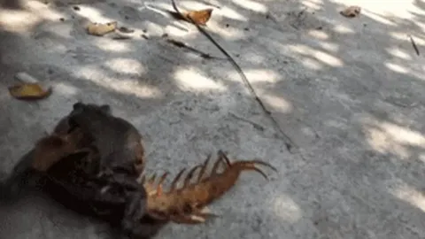 CLIP: Màn tử chiến giữa rết độc với ếch ương kết thúc đầy bất ngờ