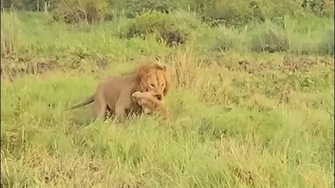 Tình mẫu tử khiến sư tử mẹ liều mình chống 3 con đực