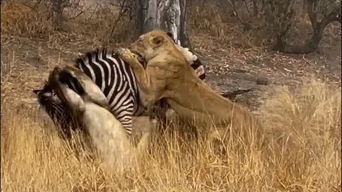 Cận cảnh ngựa vằn điên cuồng chống trả khiến cặp sư tử cái ‘ăn quả đắng’
