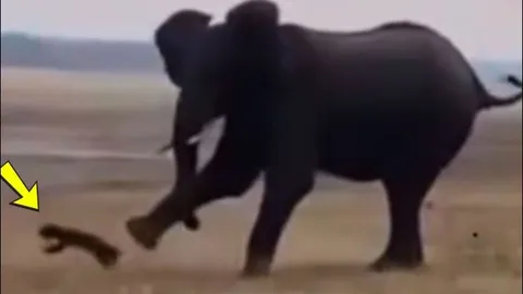 Liều lĩnh khiêu chiến voi, lửng mật 'bay' hơn 10m vì cú đá như pháo dội