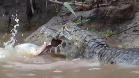 Cá sấu caiman hạ gục lươn điện nhưng bị cá piranha cướp mồi ngay trong miệng
