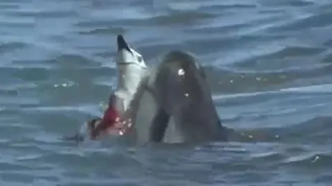 Thoát chết dưới hàm báo biển, chim cánh cụt vẫn bỏ mạng vì vết thương quá nặng