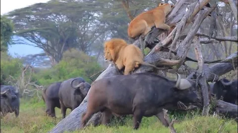 Bị trâu rừng truy sát, vợ chồng sư tử chịu ‘nhục’ chưa từng thấy