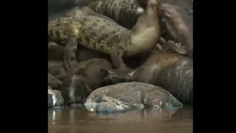 CLIP: Cá sấu mai phục, bất ngờ tóm gọn kền kền nhờ màn ngụy trang 'thần sầu'