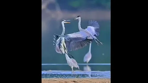 CLIP: Hai con chim “so găng” như cao thủ võ lâm trên không