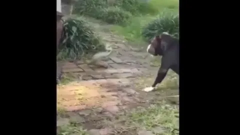 CLIP: Cuộc đối đầu nghẹt thở giữa chó Pitbull với rắn