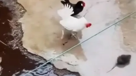 Chuột liều lĩnh đối đầu với gà rồi nhận cái kết đầy đau đớn