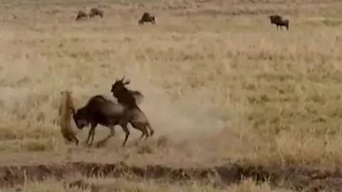 Linh dương đầu bò mẹ dũng cảm húc tung báo hoa mai để giải cứu con