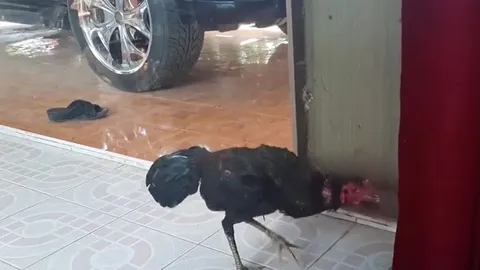 Gà trống tưởng bóng mình trong gương là kẻ thù, lao vào chiến đấu đến kiệt sức