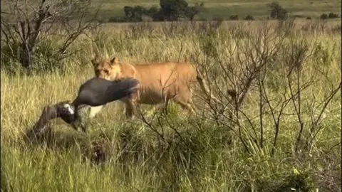 Kền kền thoát chết thần kỳ khi bị sư tử tấn công bất ngờ