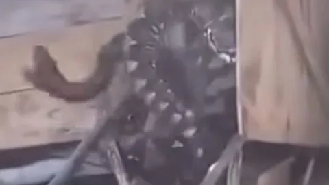 Rùng mình trước cảnh trăn khổng lồ mắc kẹt sau khi nuốt trọn 3 con dê