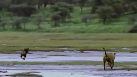 Bị cả đàn sư tử truy sát, linh dương con vẫn thoát chết ngoạn mục