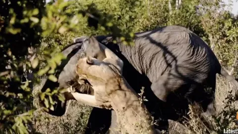 Liều mạng tấn công voi mới trưởng thành, sư tử cái suýt mất mạng