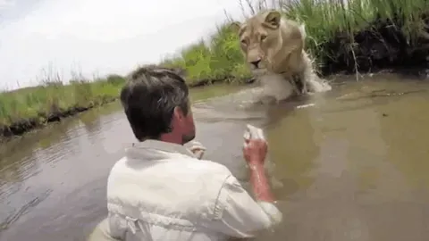 Khoảnh khắc thót tim: Sư tử vồ người đàn ông giữa sông và cái kết không ngờ