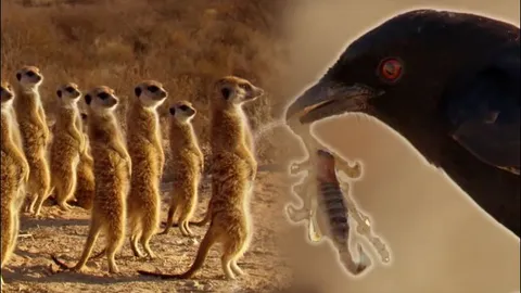 Loài chim siêu thông minh, đánh lừa chồn meerkats để trộm thức ăn