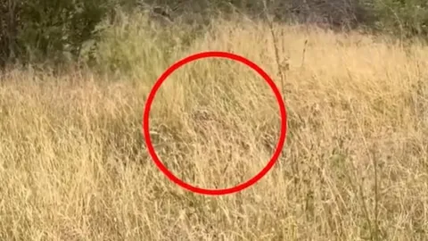 Báo hoa mai tung đòn ngoạn mục hạ gục chú chim trong nháy mắt