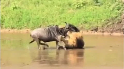 CLIP: Sư tử đực phục kích, hạ gục linh dương đầu bò ngay giữa dòng sông