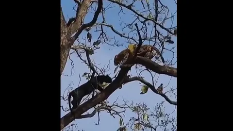 Khoảnh khắc báo đen đối đầu kịch liệt với báo hoa mai trên cây cổ thụ