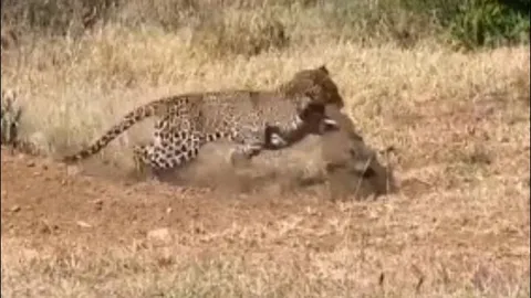 CLIP: Báo hoa mai ‘đột kích’ vào hang, đoạt mạng lợn bướu trong tích tắc