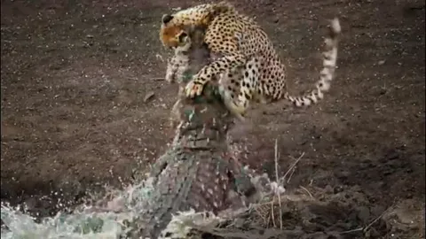 Cận cảnh màn hạ sát báo săn của ‘sát thủ đầm lầy’