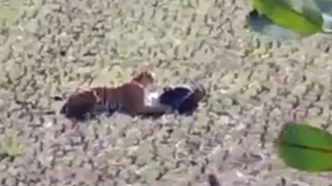 CLIP: Người đàn ông sống sót kỳ diệu nhờ giả chết khi bị hổ dữ tấn công