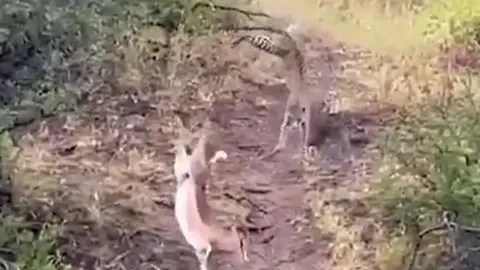 CLIP: Báo hoa mai tung 'cú nhảy tử thần' để săn linh dương