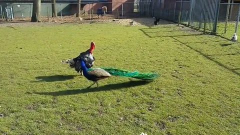 CLIP: Gà tây 'knock-out' công ngay tại nông trại