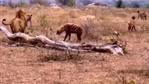 Linh cẩu thoát chết trong gang tấc khi bị đàn sư tử bao vây tấn công