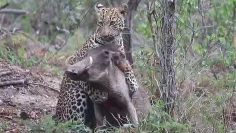 Lợn bướu ác chiến giành sự sống trước báo hoa mai