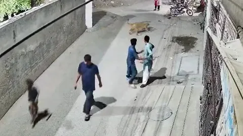 Kinh hoàng cảnh sư tử sổng chuồng lao vào tấn công người trên phố