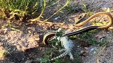 CLIP: Kỳ đà tử chiến với rắn độc và cái kết đầy bất ngờ