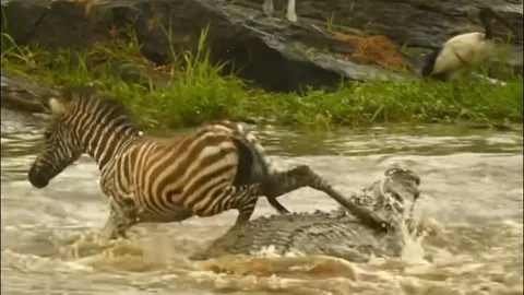 Bước ngang qua lưng cá sấu khổng lồ, ngựa vằn con vẫn sống sót thần kỳ