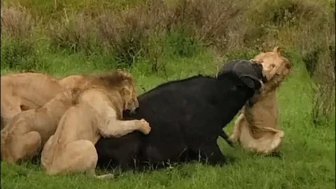 CLIP: Trâu rừng đơn độc gục ngã dưới nanh vuốt bầy sư tử Maasai Mara