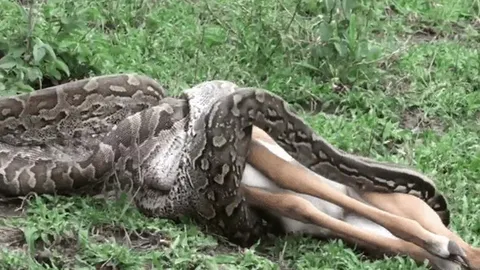 CLIP: Rùng mình cảnh trăn đá khổng lồ nuốt trọn linh dương chỉ trong vài phút