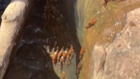 Kỳ lạ cảnh đàn cá trê tí hon leo thác nước cao 4 mét ở Brazil