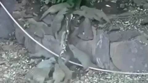 Trăn bị cả đàn cầy mangut vằn trả thù sau khi tấn công con non