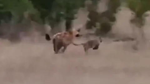 Báo hoa mai con lạc mẹ thoát chết ngoạn mục khi bị linh cẩu truy sát