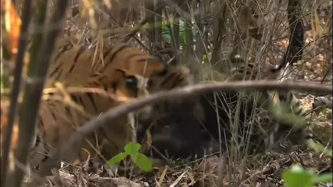 CLIP: Gấu đen bỏ mạng khi lọt vào lãnh địa của ‘chúa sơn lâm’