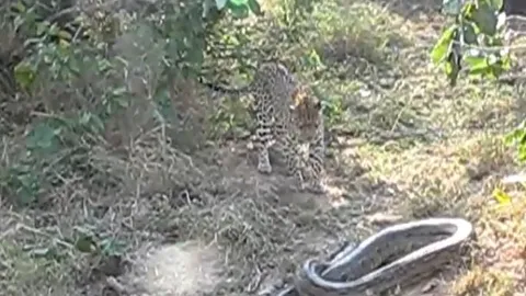 Báo hoa mai suýt bỏ mạng khi chạm trán trăn đá châu Phi