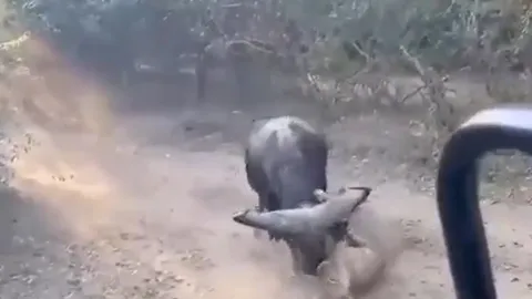 Trâu rừng tung cú phản đòn, ngoạn mục thoát khỏi 2 con sư tử hung dữ