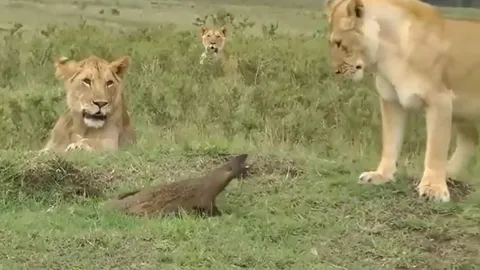 CLIP: Một mình đối đầu với đàn sư tử, cầy mangut vẫn đủ sức khiến đối thủ thua ê chề
