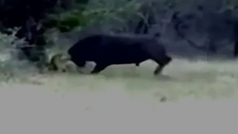 Thấy sư tử bị thương, trâu rừng lao tới húc chết kẻ đi săn rồi bỏ đi