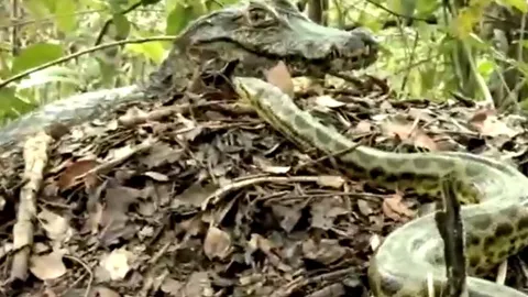 Trăn Anaconda 'ủ mưu' cướp trứng cá sấu và cái kết bất ngờ