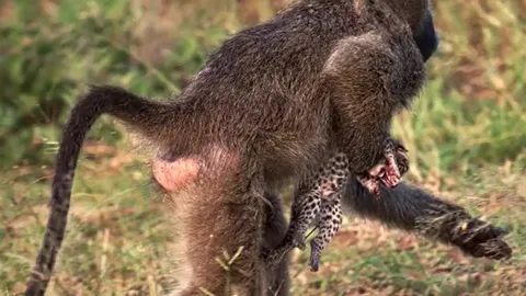 Khỉ đầu chó 'bắt cóc' báo gấm con và cái kết bất ngờ