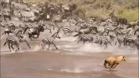 Sư tử lao thẳng vào đàn thú, đoạt mạng linh dương đầu bò và ngựa vằn