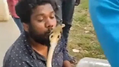 Liều mạng hôn rắn hổ mang, người đàn ông nhận cái kết kinh hoàng