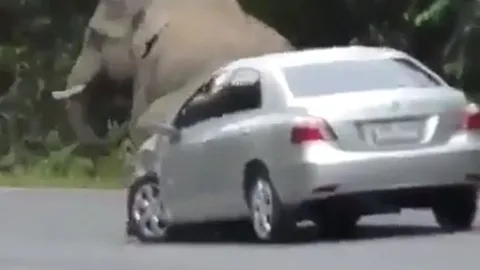 Voi rừng chặn đầu ô tô giữa đường chỉ để… gãi ngứa và cái kết 'thót tim'