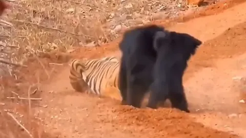 CLIP: Gấu mẹ liều mình tấn công hổ dữ để cứu con và cái kết bất ngờ